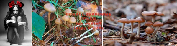 соль ск Аркадак